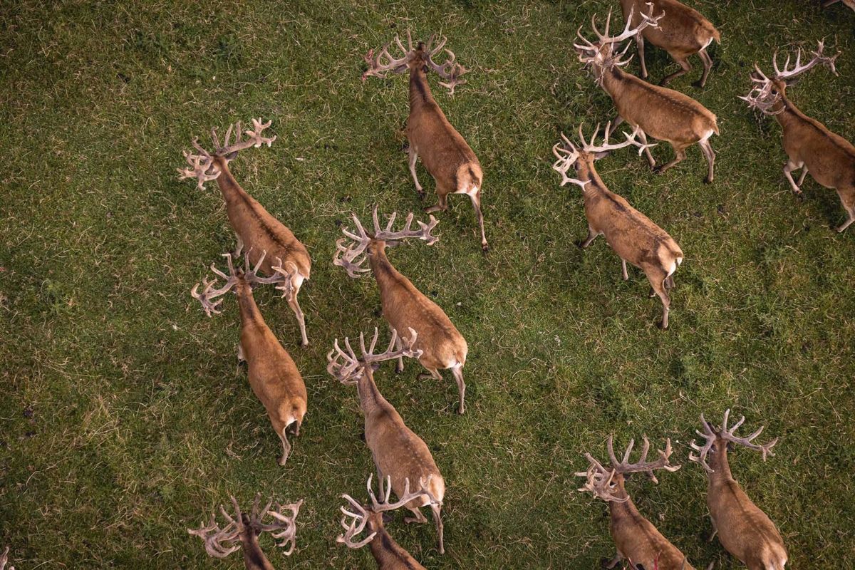 Red deer stags in velvet seen from above