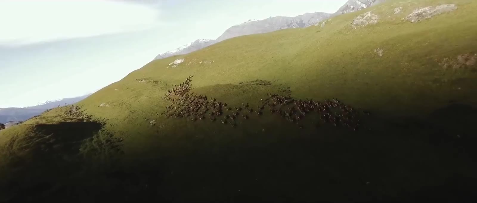 A large herd of red deer running across high-country pasture at Minaret Station