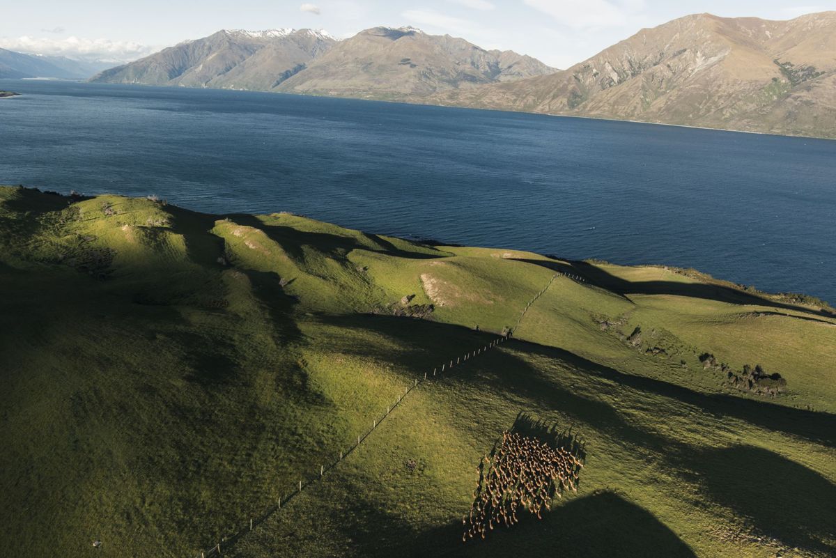 A herd of red deer moving across green hills above Lake Wānaka, seen from the air