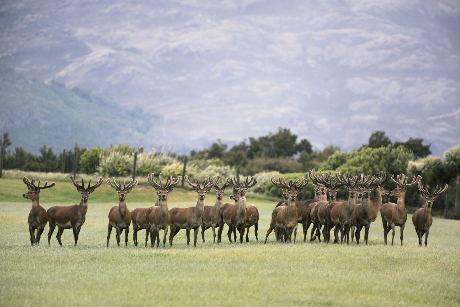 A line of red deer stags in a paddock